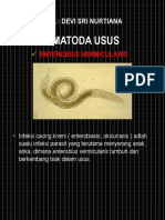 TUGAS PRODUKTIF ( Enterobius Vermicularis )