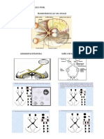 Nervio Optico y Vias Visuales