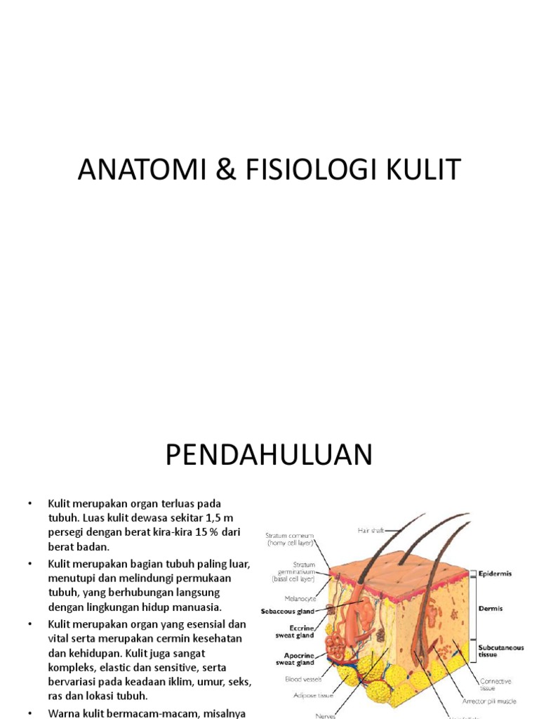 Anatomi &amp; Fisiologi Kulit | PDF