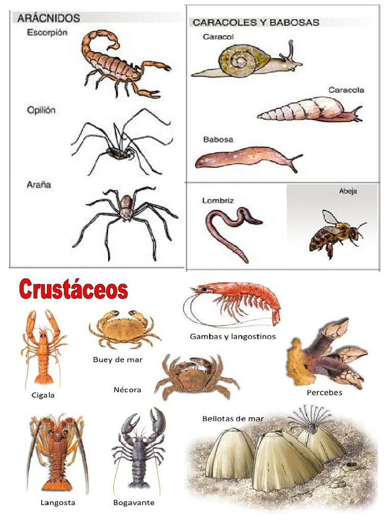 Animales Que No Tienen Huesos