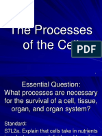 Cell Processes 2