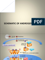 Schema of Androgen Action