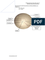 Informe Farmacobotanica