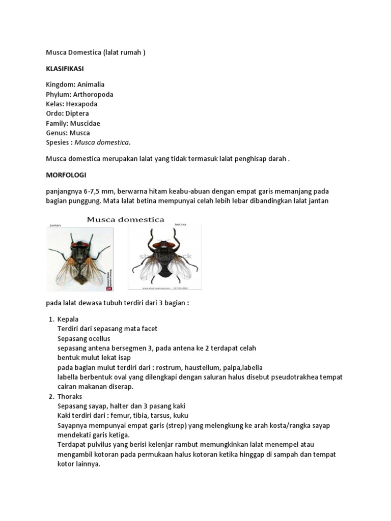 Morfologi dan Siklus Hidup Musca Domestica | PDF