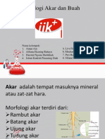 ppt anfistum.pptx