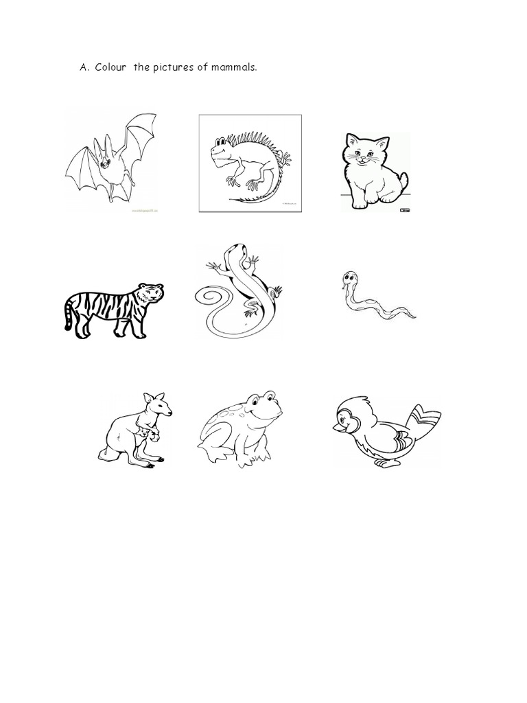 Colour The Pictures of Mammals | PDF