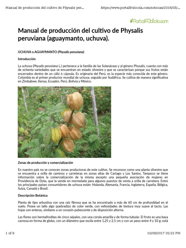 Uchuva | PDF | Horticultura y jardinería | Botánica