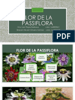 Flor de La Passiflora Brayan y Anyi