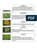 Catalogo Infusões PDF