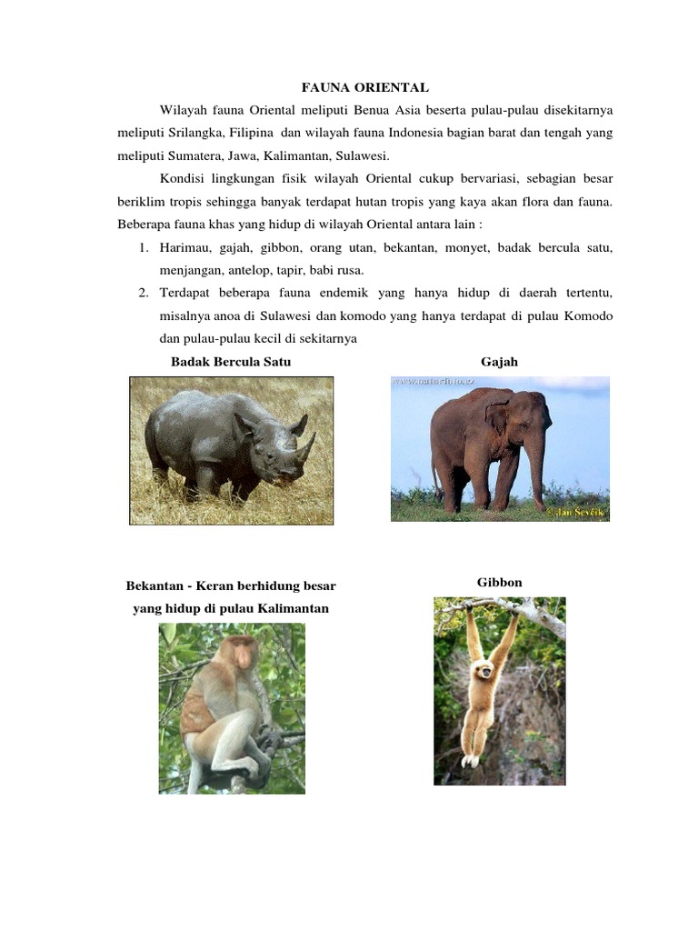 Download 6000 Gambar Fauna Oriental Terbaru 