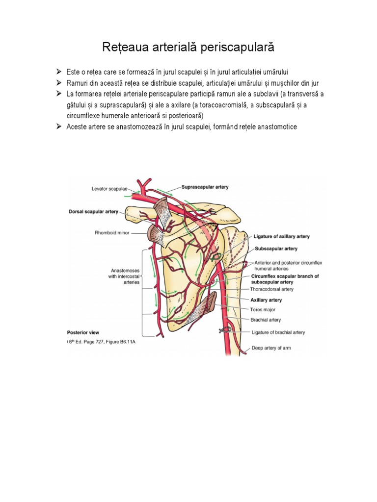 Reteaua Periscapulara | PDF