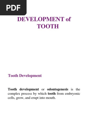 Tooth Development