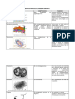 Estructuras Celulares Bacterianas