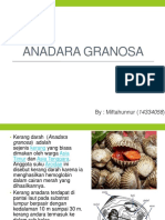 Anadara Granosa Mifta Kehati