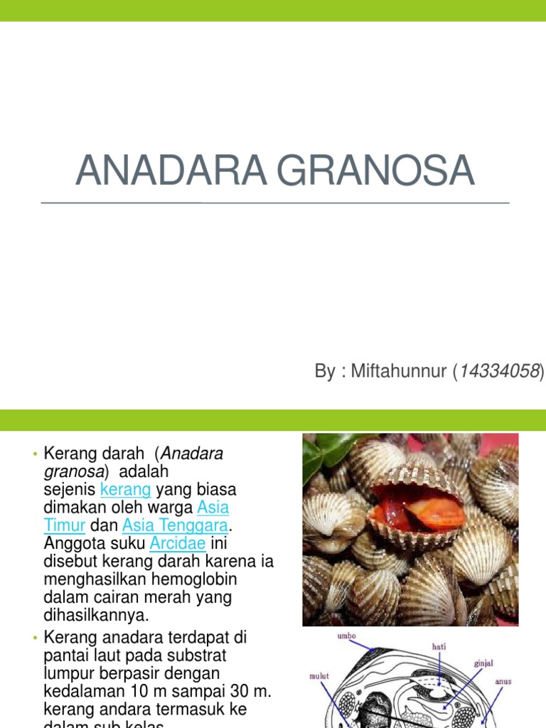 Anadara Granosa Mifta Kehati Pdf