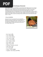 Download Birds File by manish1240 SN36100329 doc pdf