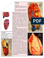 LP%2015%20VASCULARIZATIA%20CORDULUI%20PERICARDUL.pdf