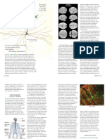 The Neurobiology of We - Patty de Llosa