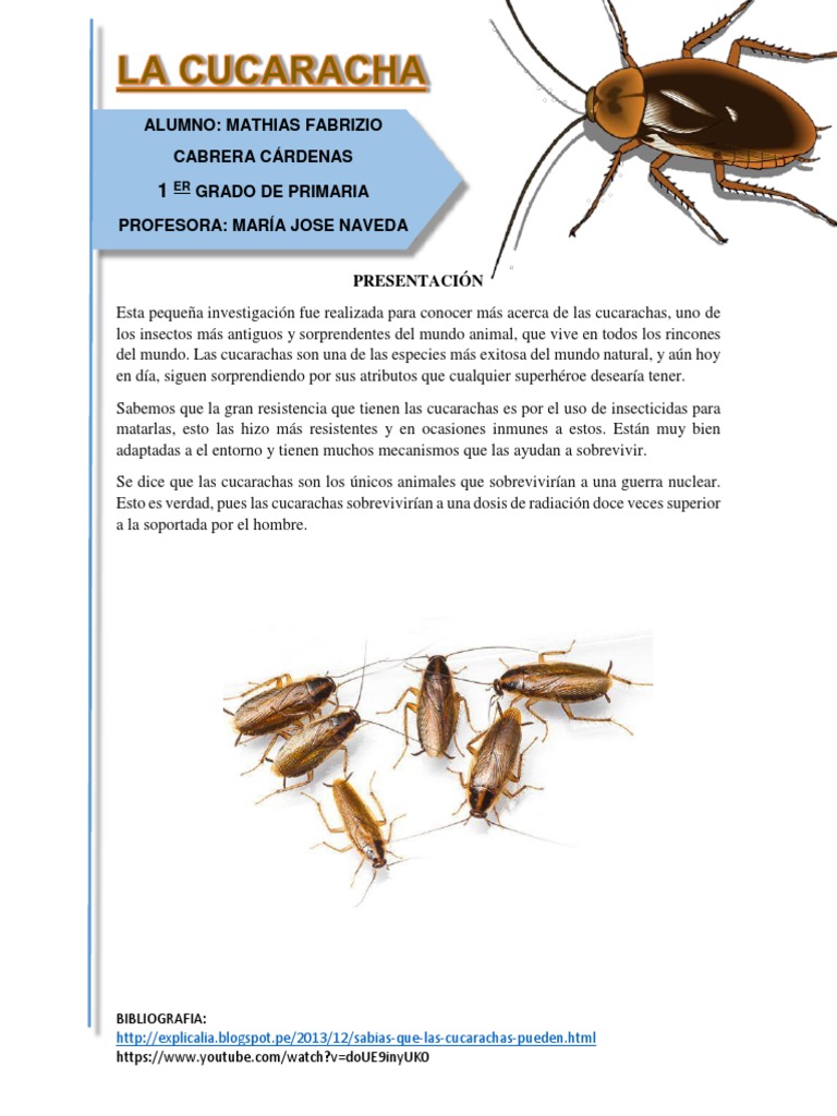 Cucaracha | Insectos | Cerebro