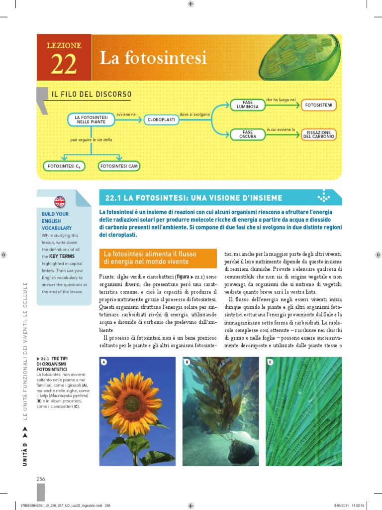 Fotosintesi | PDF, image size:768x1024