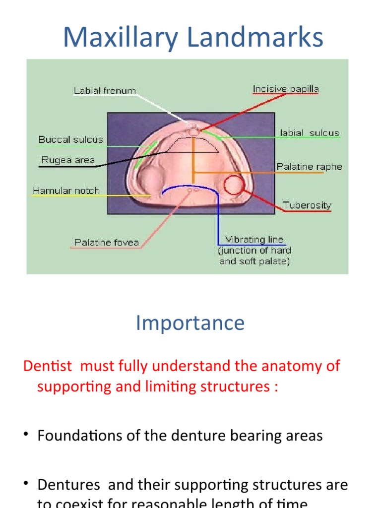 Maxillary Landmarks | PDF | Dentures | Lip
