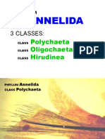 6 Annelida