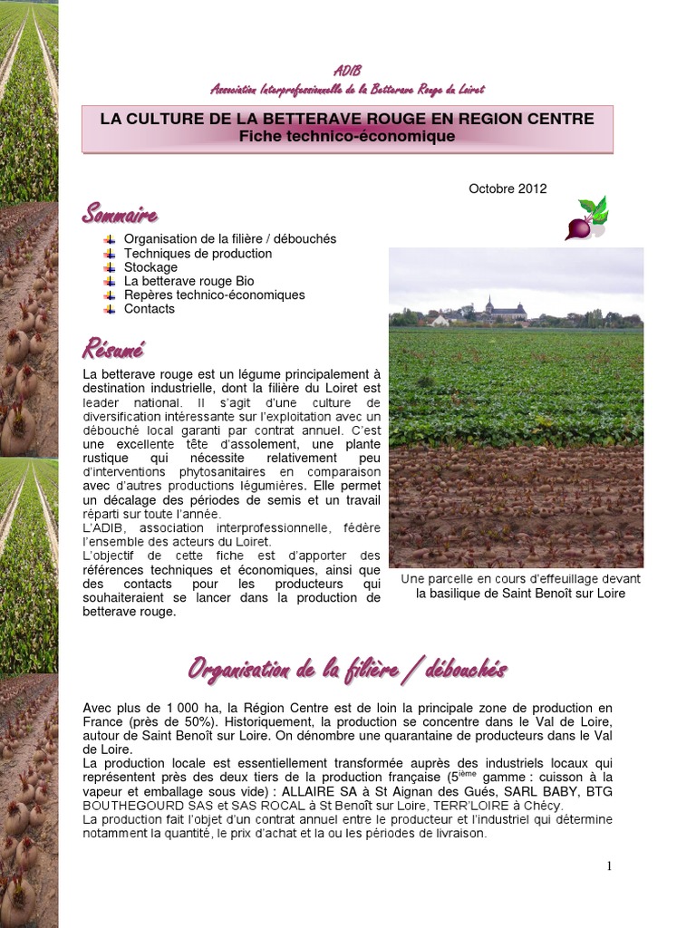 Culture et rendement de la betterave rouge | PDF | Betterave sucrière ...