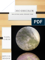 Rhoeo Discolor