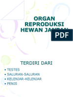 Organ Reproduksi Hewan Jantan