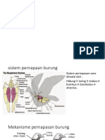 Sistem Respirasi