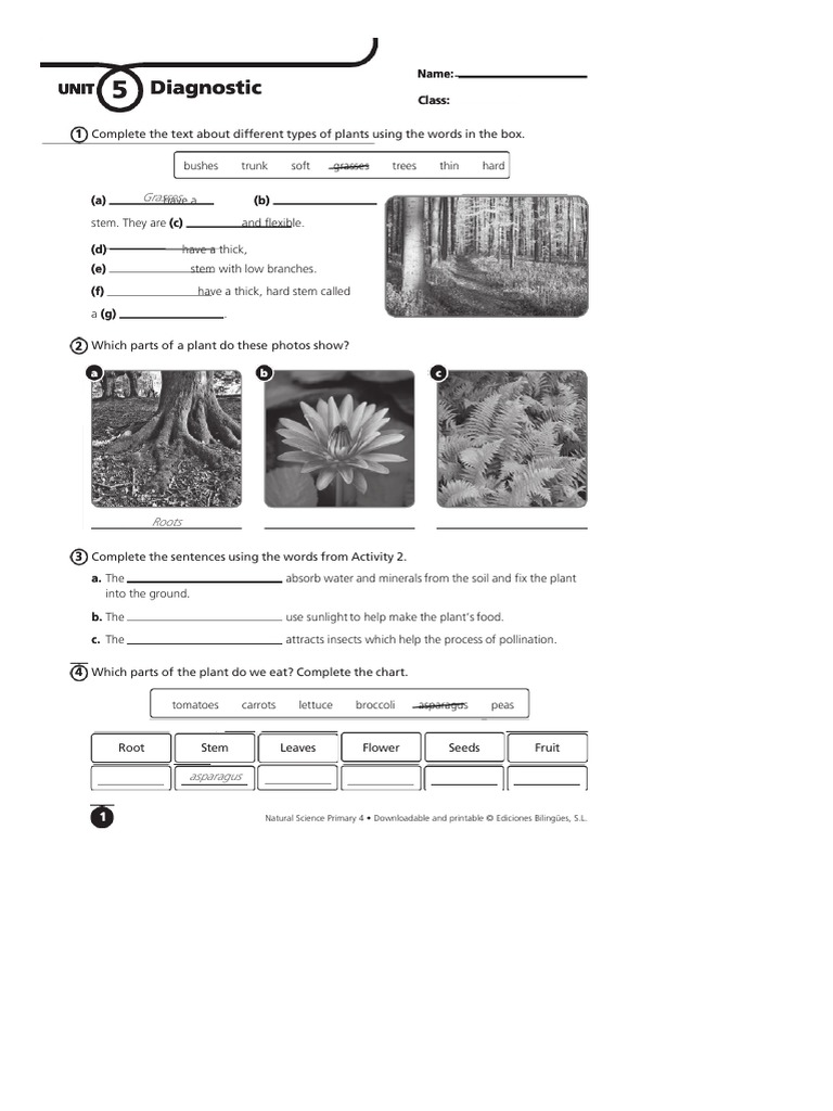 SlideDoc.usdiagnostic Natural Science 4 Primary Byme Plants Trees