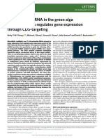 Endogenous miRNA in The Green Alga Chlamydomonas Regulates Gene Expression Through CDS-targeting