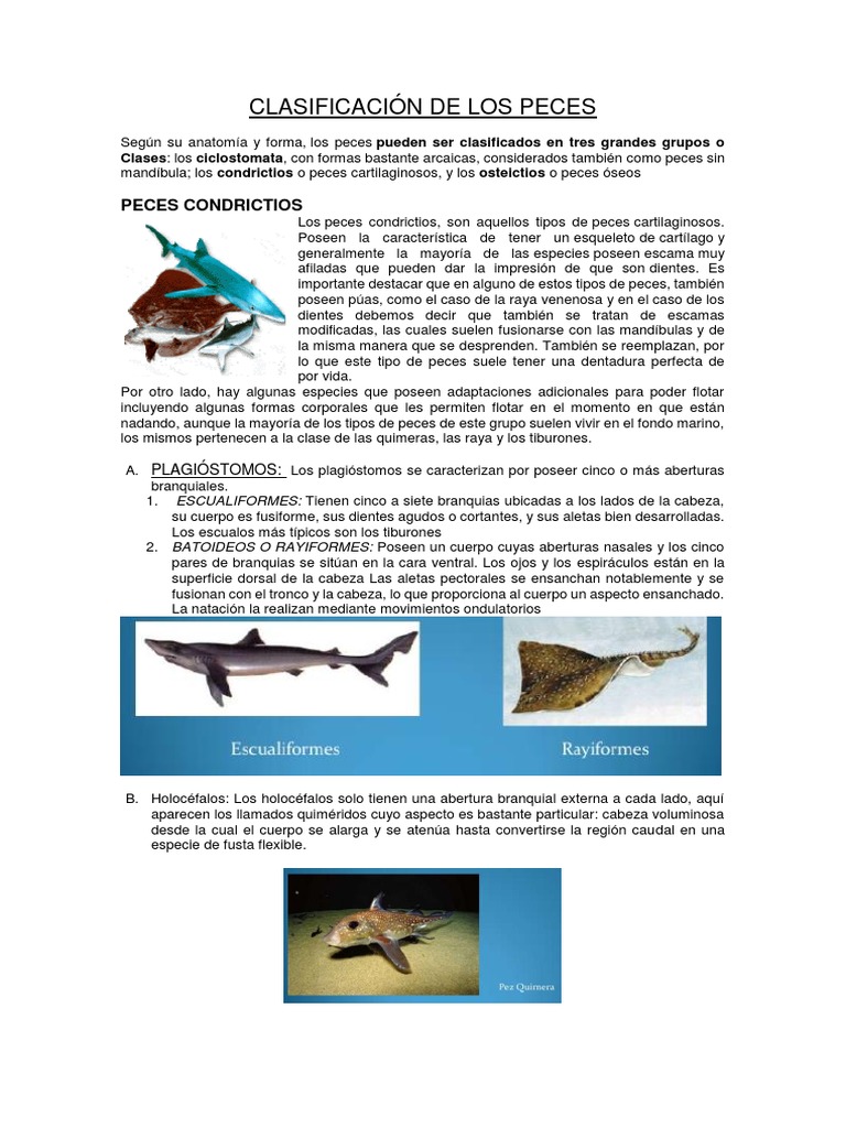 CRESTAS NEURALES, PLACODAS Y ARCOS BRANQUIALES: UNA REVISIÓN EVOLUTIVA Y  EMBRIOLÓGICA DE DATOS BÁSICOS Y RECIENTES, image size:768x1024