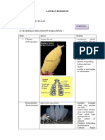 Laporan Sementara Porifera