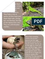 Iguana Report Text