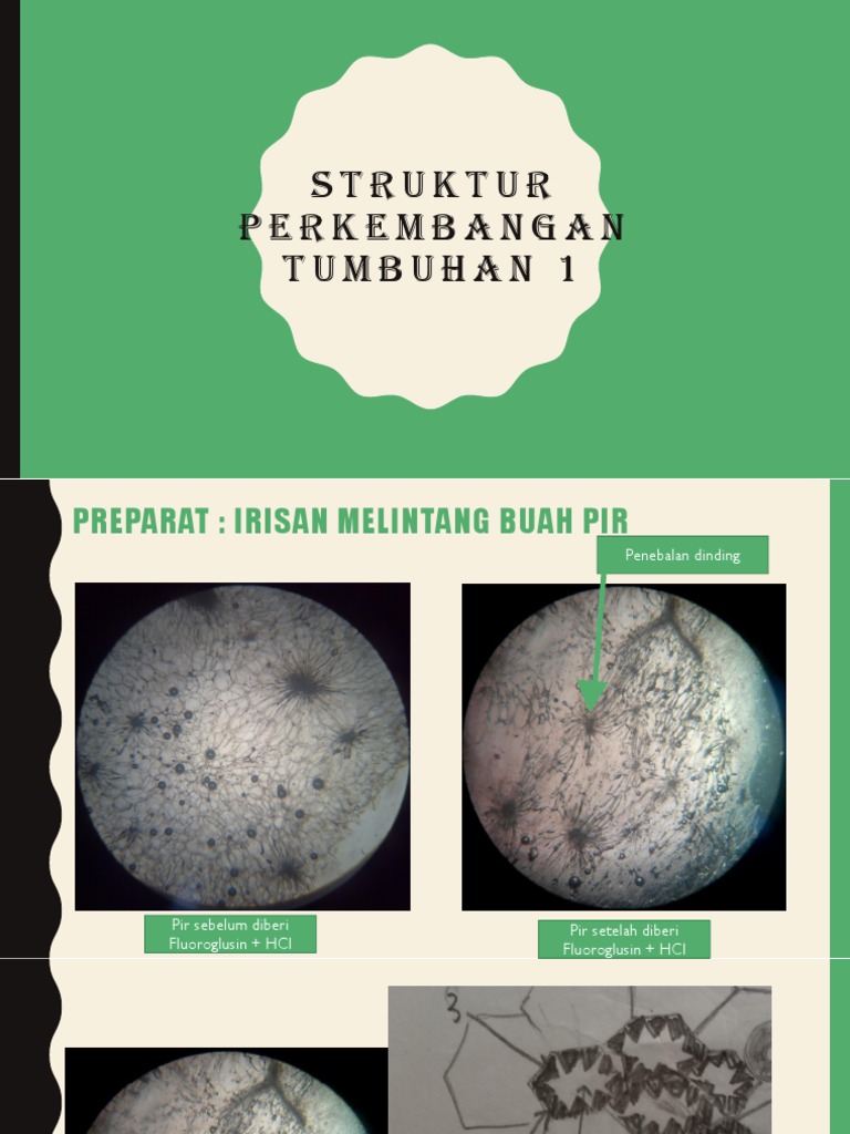 Struktur Pertumbuhan Tumbuhan 1 | PDF