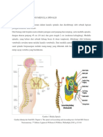 Anatomi Dan Fisiologi Medulla Spinalis