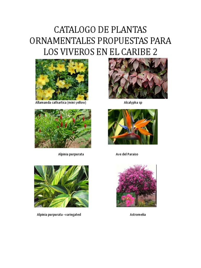 Contribuir comprar Húmedo Catalogo de Plantas Ornamentales y Agroquimicos | PDF | Botánica | Plantas