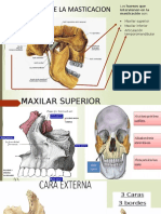 Anatomia Exposicion