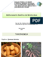 Melhoramento  genético de Batata Doce (Vanderson dos Santos Pinto)