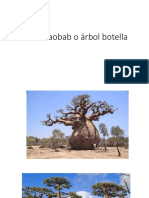 Árbol Baobab o Árbol Botella