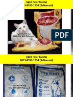 Cara Membuat Pasir Kucing Sendiri, 0813-8335-1234 (Telkomsel)