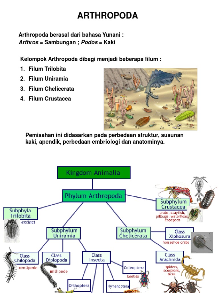 Arthropoda 1