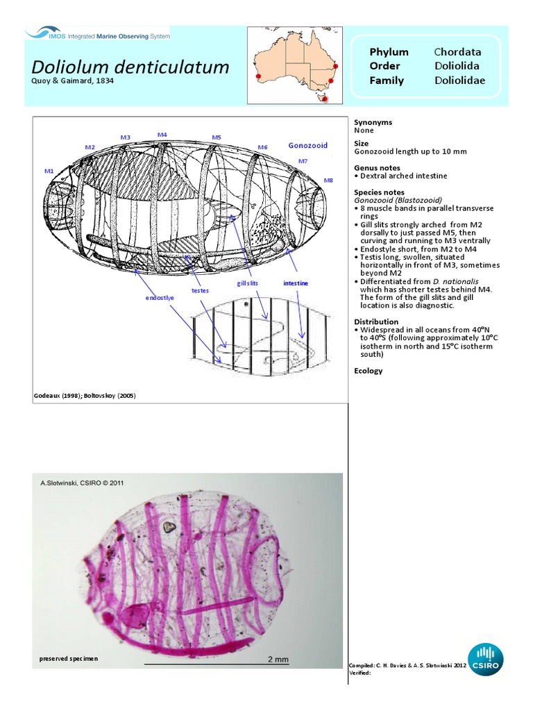 Doliolum denticulatum Overview | PDF | Organisms | Nature