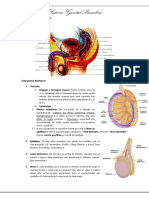 Aparelho Reprodutor Masculino.docx