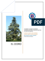 EL CEDRO