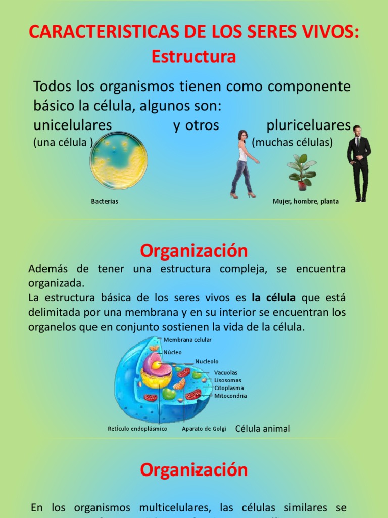 Caracteristicas de Los Seres Vivos Organismos Biología