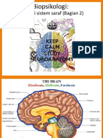Mid Brain and Anatomi