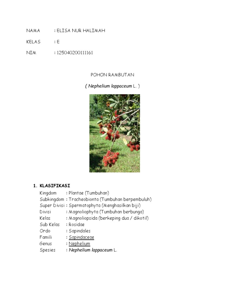 Klasifikasi dan Morfologi Pohon Rambutan | PDF