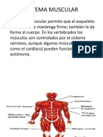 Sistema Muscular Diana